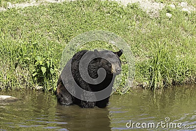 A large Black Bear in some water