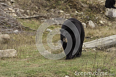 Large black bear in a valley