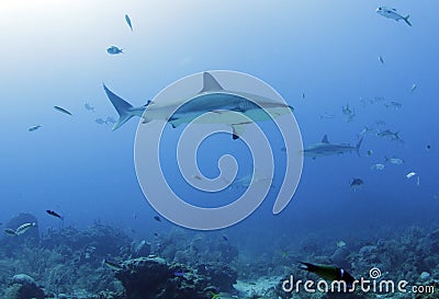 Large caribbean reef shark, roatan, honduras