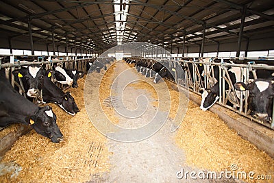 Large cow farm