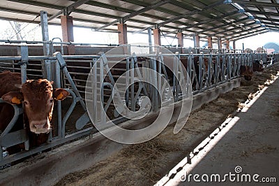 Large cow farm