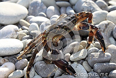 Large crab on beach close-up
