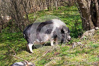 Large dark spotted pig in the forest among the trees