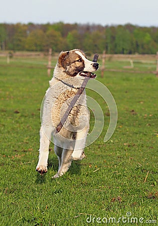 Large dog hurries on meadow