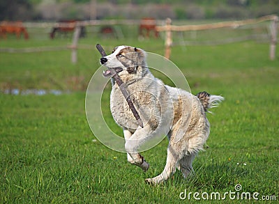 Large dog hurries with a stick