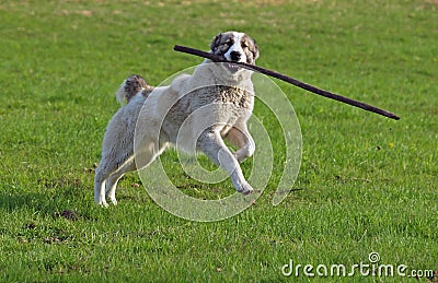 Large dog plays with a stick on green a meadow