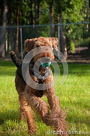 Large dog running with blue ball in mouth