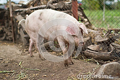 Large domestic pig farming
