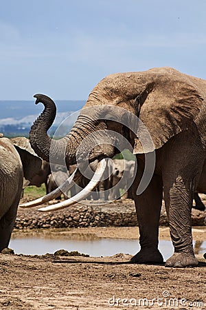 Large Elephant Bull in Must