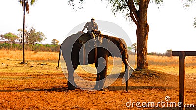 Large elephant carrying a human
