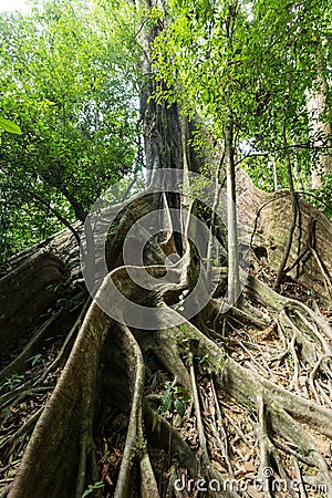 Large fig tree