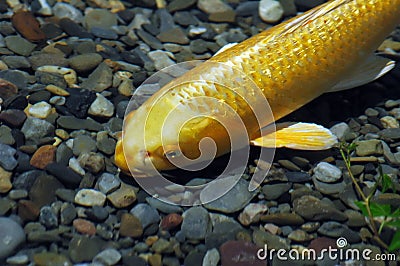 Large gold fish