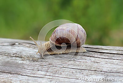 Large grape snail