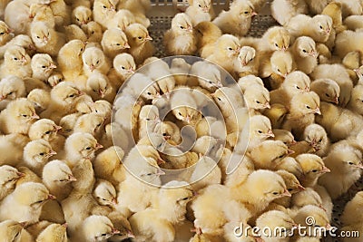 Large group of baby chicks on chicken farm