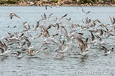 Large number of seagulls