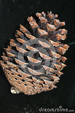 A Large Pine Cone Stock Images - Image: 121
