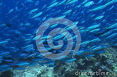 Large school of tropical fish in ocean
