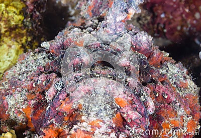 Large ugly stonefish looks into the camera