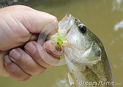 Largemouth bass caught on wet fly