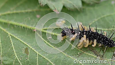 Larva Parasitoide De Avispa Que Emerge De La Oruga De Mariposa De Pavo