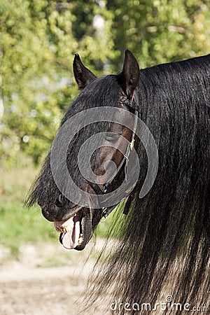 Laughing Black Frisian Horse