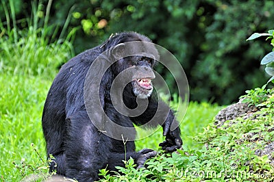 Laughing chimpanzee