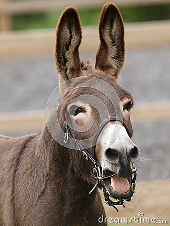 Laughing donkey