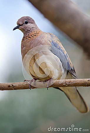 Laughing Dove