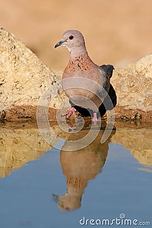 Laughing dove