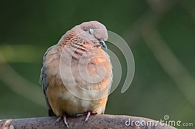 A Laughing dove with her eyes closed