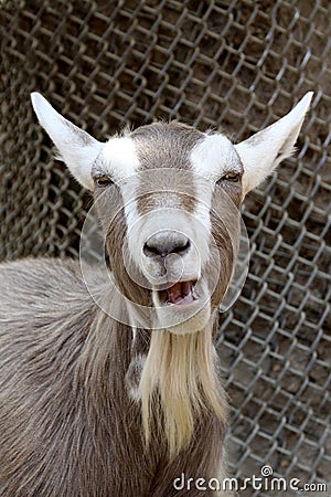 Laughing Goat