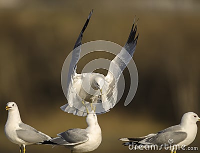 Laughing gull