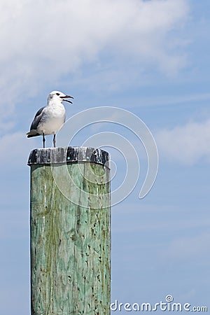 Laughing Gull on a Capped Pile