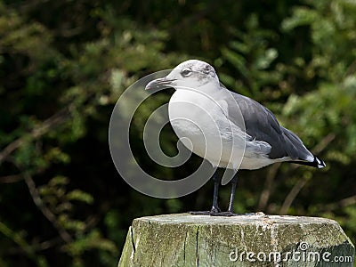 Laughing Gull with a Dark Green Backgroun