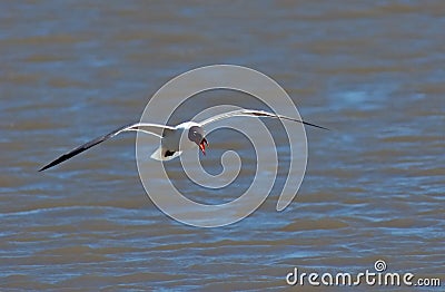 Laughing Gull in Flight