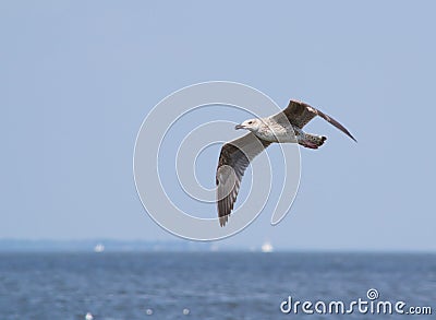 Laughing Gull in Flight over Water