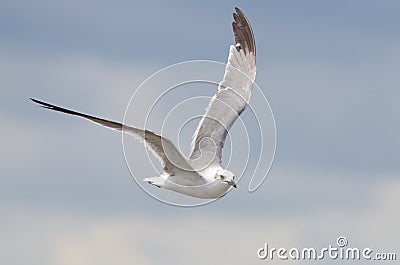 Laughing Gull Flying