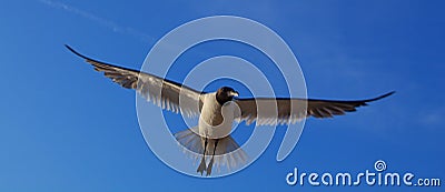 Laughing gull, Leucophaeus atricilla, in flight