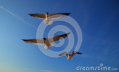 Laughing gulls, Leucophaeus atricilla, in flight