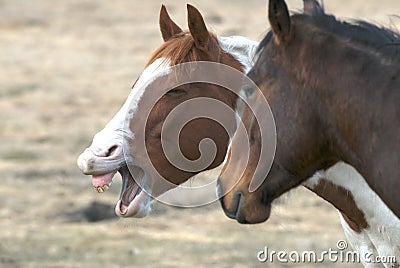 Laughing horses