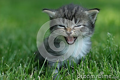 Laughing kitty