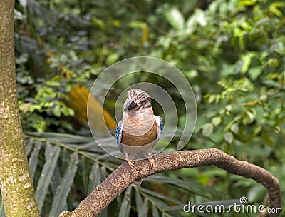 Laughing kookaburra, Singapore