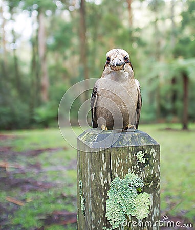 Laughing Kookaburra sitting on wooden pole