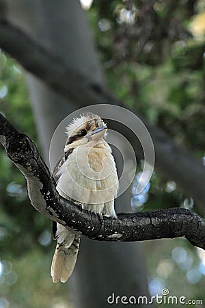 Laughing Kookaburras