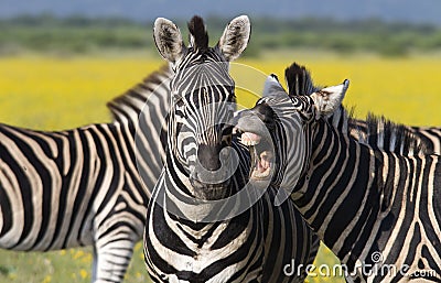 Laughing Zebra