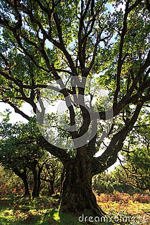 Laurel tree