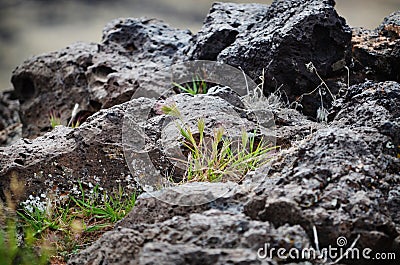 Lava Rock