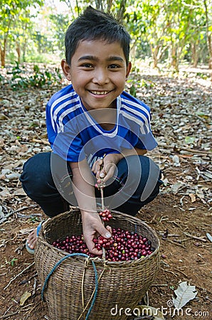 Lavan ethnic boy with coffee berries