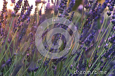 Lavender close-up sunset