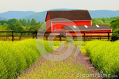 Lavender Farm and red barn